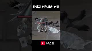 AP 우르프 워윅 #롤 #리그오브레전드 #유스빈