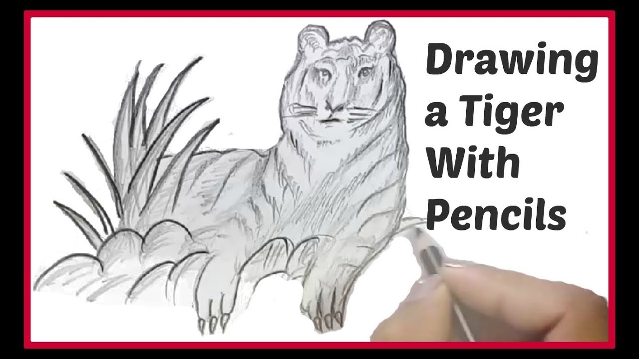 Simple Pencil Drawing For Kids Drawing A Tiger Easy Fast