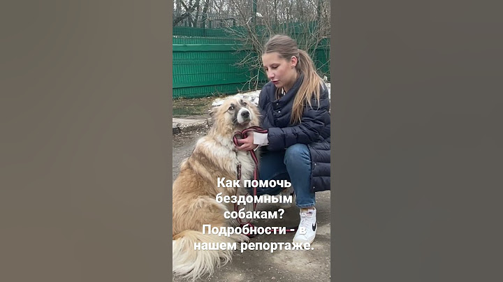 Как помочь бездомным собакам?