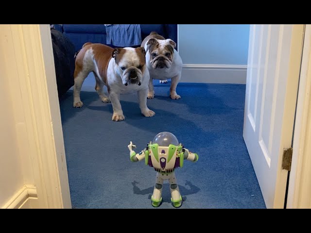 8 Toys French Bulldogs Go Crazy For - Rocky Kanaka