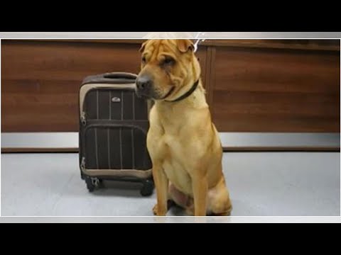 Dog Abandoned At Train Station Tied To A Luggage Bag Full Of His Favorite Belongings