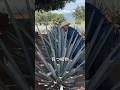 発酵させるとこうなる？ブルーアガベの秘密🌵