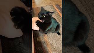 When Your Cute Cat Turns Into a Tiny Monster 😼💀 #cat #cutecat