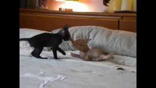 Where the Wild Kittens Are! by Teri Thorsteinson 225 views 14 years ago 29 seconds