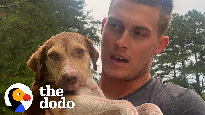 Guy Sees Dog On The Side Of The Road And Runs Straight To Her | The Dodo Faith = Restored - DayDayNews
