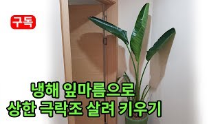 냉해,잎마름으로 죽어가는 극락조 식물 살려 키우기