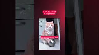 Ce moment où ta carte graphique supplie pour sa vie 🐱