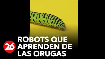 🤖CUANDO LOS ROBOTS APRENDEN DE LAS ORUGAS🔴