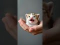 🌟 Adorable Kitten's First Snuggles: A Heartwarming Rescue Story 🐾