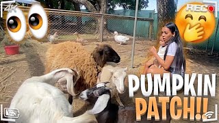 ADVENTURES WITH SYX **Pumpkin Patch** 🎃