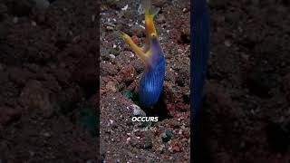 Facts: The Ribbon eel by Learn With Facts 812 views 9 days ago 1 minute, 7 seconds