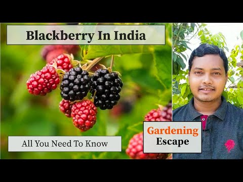 How To Grow Blackberry in India | How To Grow Blackberry In Pot | My Experience With