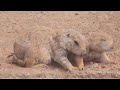 Got 3.7 Minutes to Learn About the  Wichita Mountains Wildlife Refuge in Oklahoma?