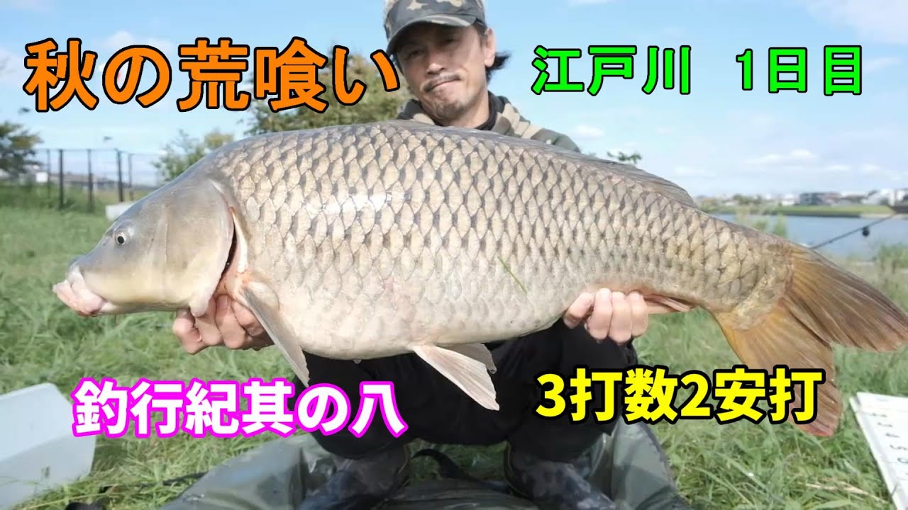 秋の荒喰い　江戸川鯉釣　1日目　【釣行紀其の八】
