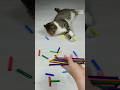 Cat Barsik 🖍🌈 Reverse video #marblerunandmore #cat #reverse