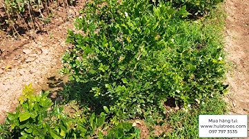 Nguyệt quế chiết cành giống các kích thước www.hulatrees.com