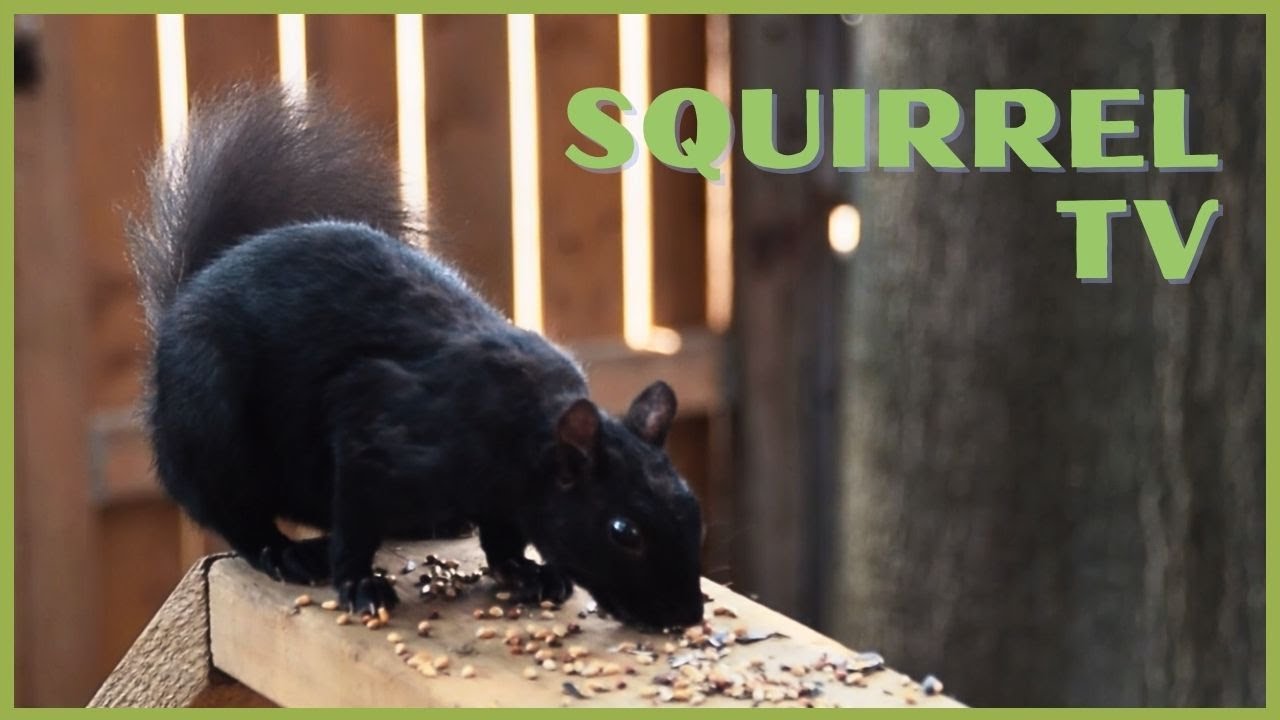 1hr squirrel videos for cats birdvideosforcatstowatch youtube
