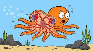 Why One of an Octopus’s Hearts Stops While Swimming？