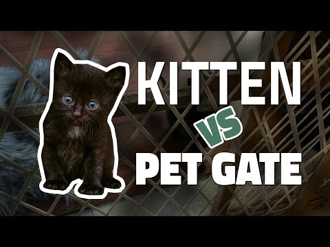 Do Pet Gates Work on Kittens?