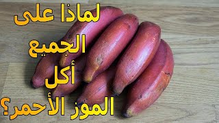 الموز الأحمر | ما هى الفوائد التى ينفرد بها | الموسوعة العلمية