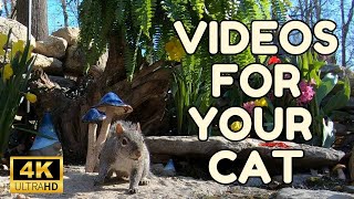 Pawsome Paradise: Watch Your Cat Go Crazy for Squirrels and Birds!