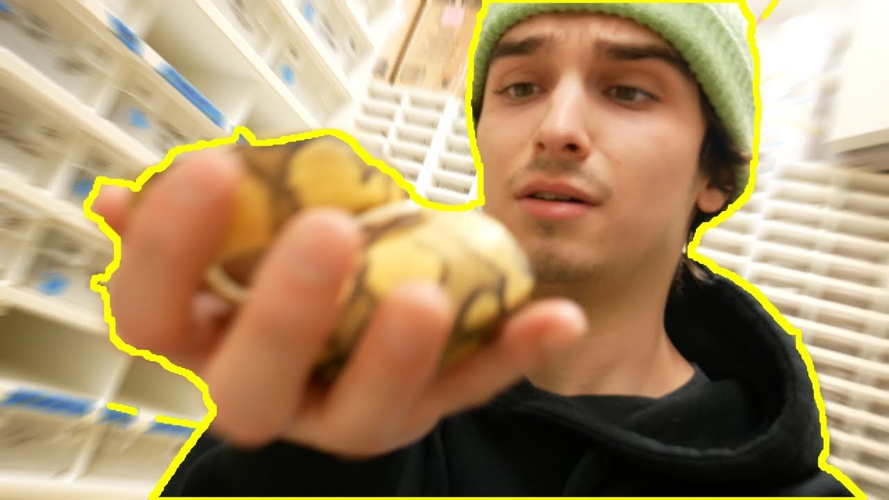 games people play YOU CAN'T GUESS This SNAKE MORPH!!! (GUARANTEED!)