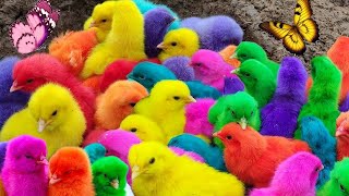 Menangkap ayam lucu, ayam warna warni, ayam rainbow, bebek, angsa, ikan hias, ikan cupang, Kelinci