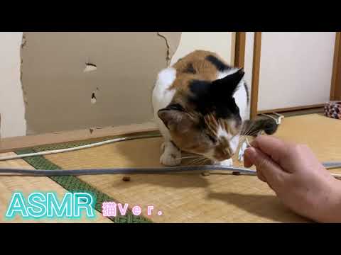 ASMR 猫ver. 咀嚼音