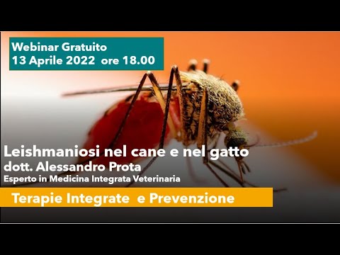 LA LEISHMANIOSI NEL CANE E NEL GATTO : TERAPIE INTEGRATE E PREVENZIONE