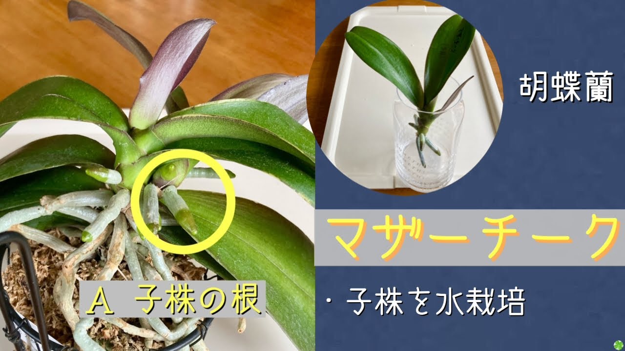 April 13, 2026 Phalaenopsis orchid 'Mother's Teak' - Offshoot of