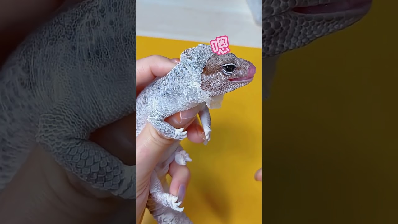 龙傲天的换装日记来