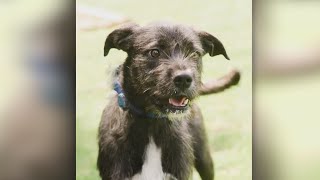 Second Chance Pets: Jimi
