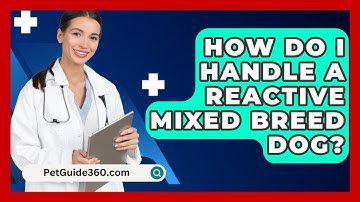 How Do I Handle A Reactive Mixed Breed Dog? - PetGuide360.com