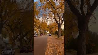 Can Kurtaran Kelimey-I Şehadet