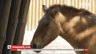Американським вченим вперше в історії вдалося клонувати коня Пржевальського