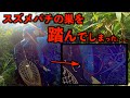 1匹のスズメバチがホバリングを始めた直後、恐ろしい事が起こった。【渓流釣り】