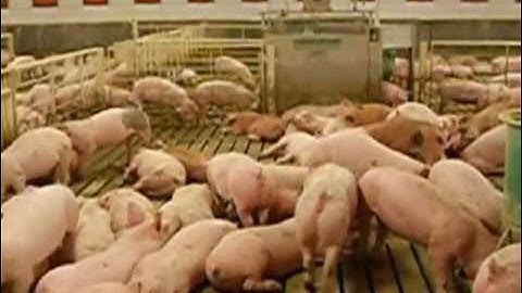 Osborne Sort Scales (2)