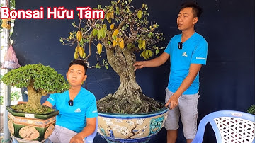 Ngắm nhìn những tác phẩm Bonsai đẹp giá trị tại vườn Bonsai Hữu Tâm ở Bến Tre