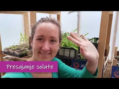 Video: Gojenje Solate