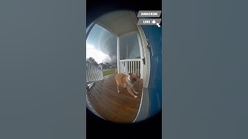 Caught on Ring: Panicked Dog Battling a Massive Tornado | Hyper-Realistic 8K Storm Footage#shorts