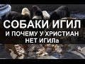 «Собаки ИГИЛ и почему у христиан нет ИГИЛа» (2016). Коба Батуми