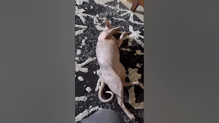 Video 10621431: sphynxcat funnycats, sphynxcat catlover, sphynx cat love, purr