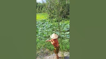 Hái bông điên điển miền tây I Chuyện ở quê