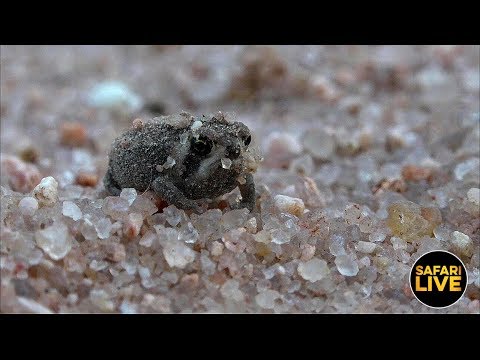 safariLIVE - Sunrise Safari - February 20, 2019 safariLIVE - Sunrise Safari - February 20, 2019