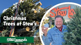 Stew Leonard's Christmas Trees | Freshest Trees Around