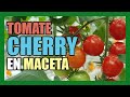 COMO CULTIVAR TOMATE CHERRY EN MACETA