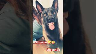 Dog 😱😱😱#большая #dog #dogbreed #greatdane #subscribe #pleasesupport 🥰🥰🥰🥰