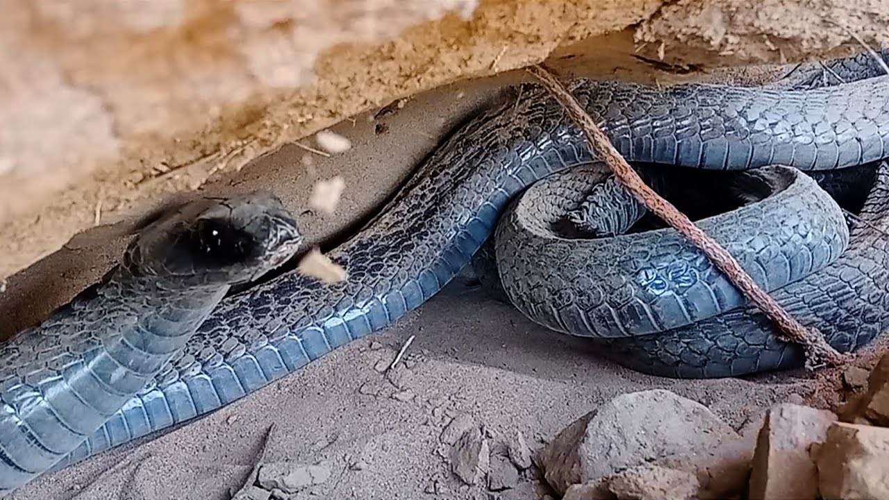 ❌يا ربي السلامه 🤲سي براهيم يمسك كوبرا السوداء الخبيثه💪 نطلب من الله السلامه🤲✅