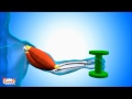 Muscle and Tendon Function Concepts