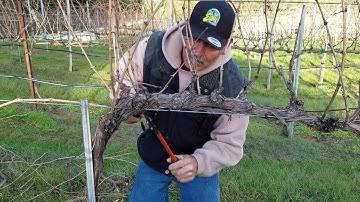 Cane Pruning